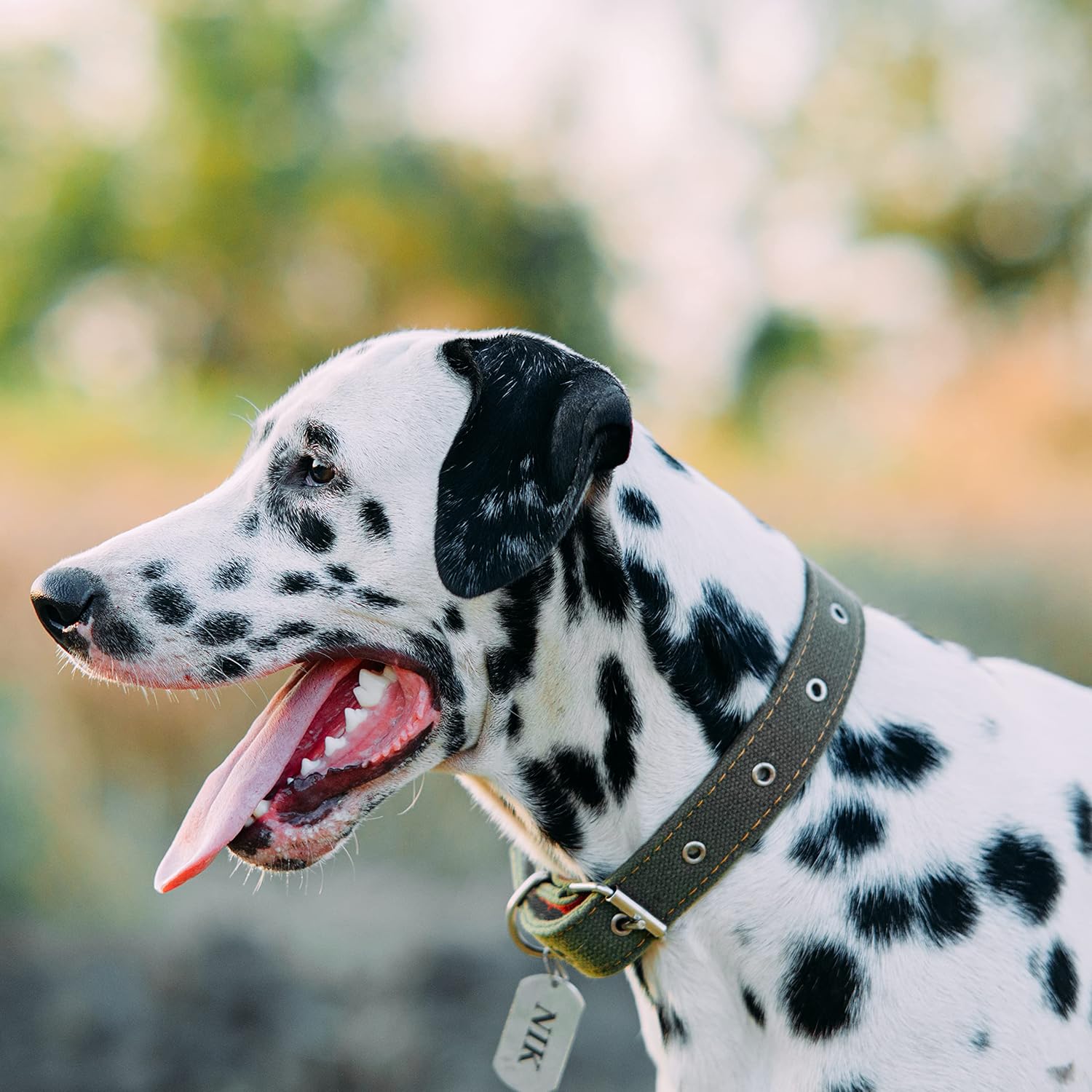 Grommet Eyelet Kit with Setting Tools for Leather, Fabric, Boots, Tarp Repair, Sewing