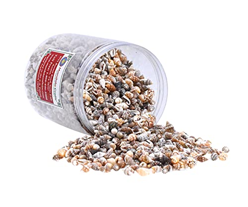 Mandala Crafts Sea Shells for Crafts - Tiny Seashells for Decorating - Seashell Beads for Seashell Jewelry Making Crafting Vase Filler Party Candle 2150 PCs (7 to 12mm)