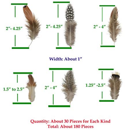 Measurements of Crafting Chicken Feathers