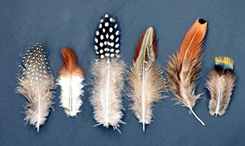 Natural Loose Feathers in 6 Colors