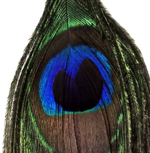 Peacock Feather Earrings